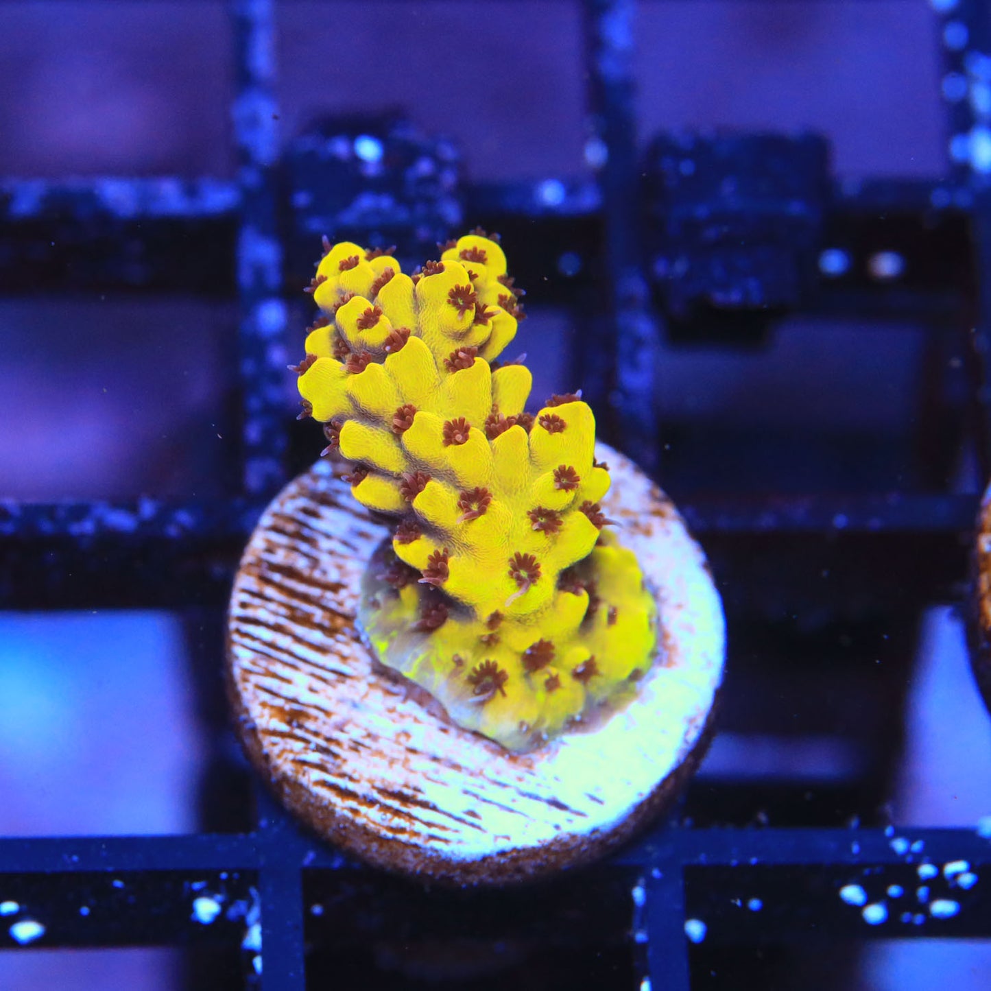 Hyperbeam Acropora