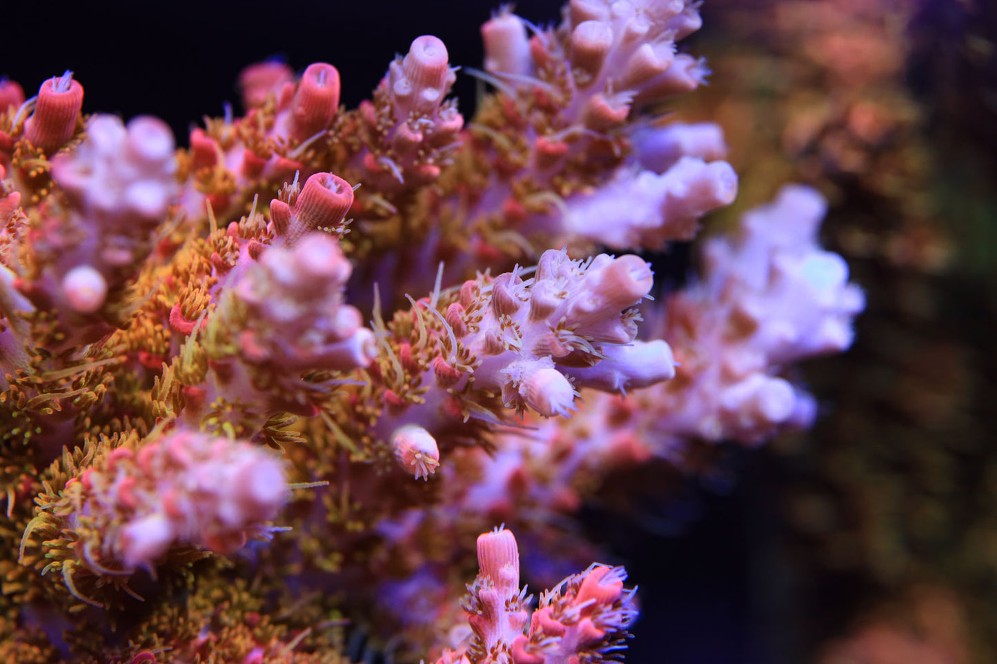 Cut to Order - CB Tangerine Dream Acropora