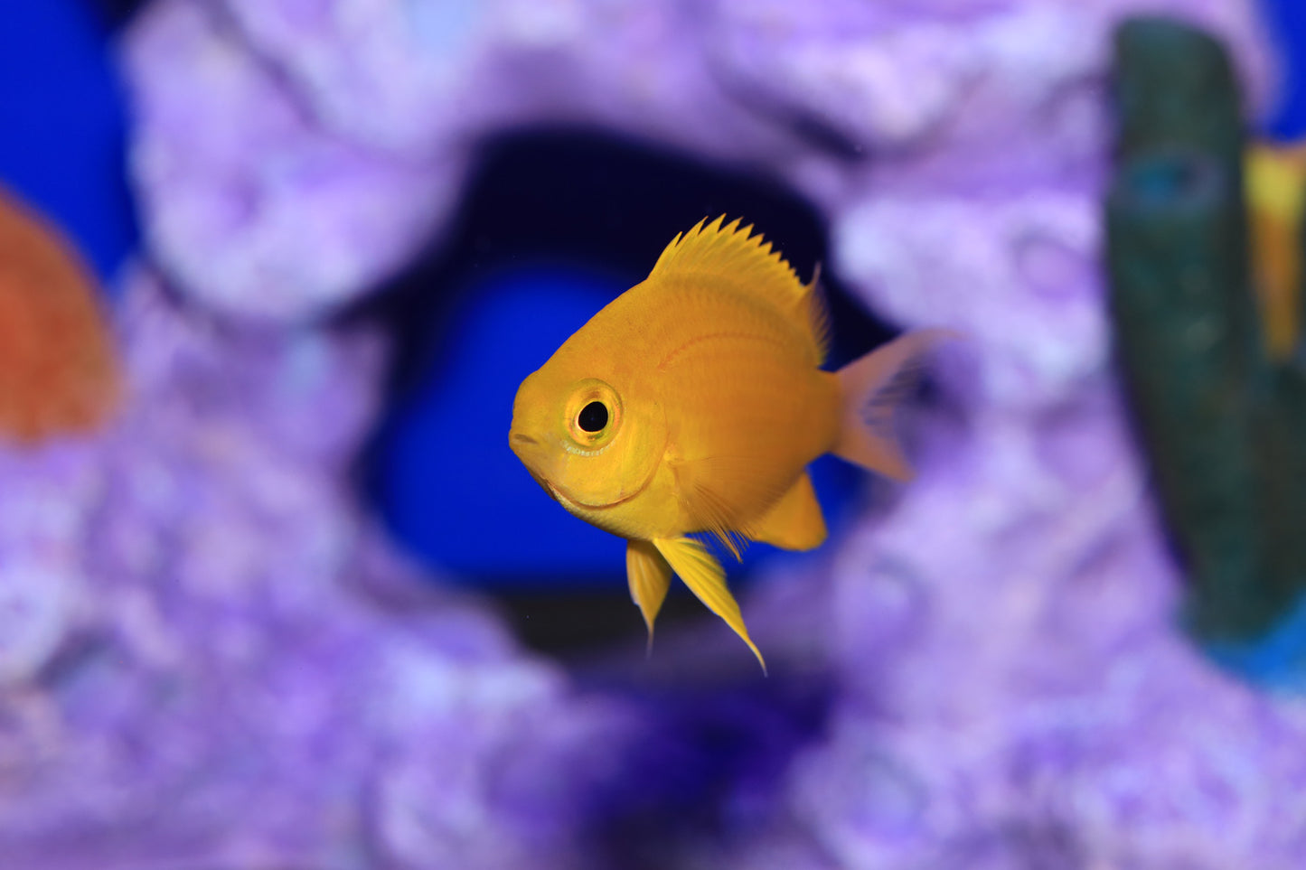 Japanese White Tailed Chromis (Chromis albicauda)