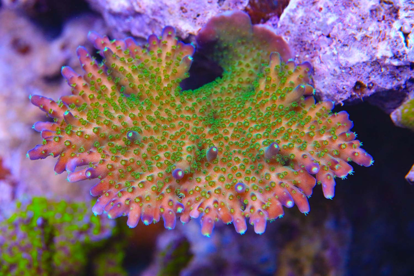Cut to Order - $500 Efflo Acropora