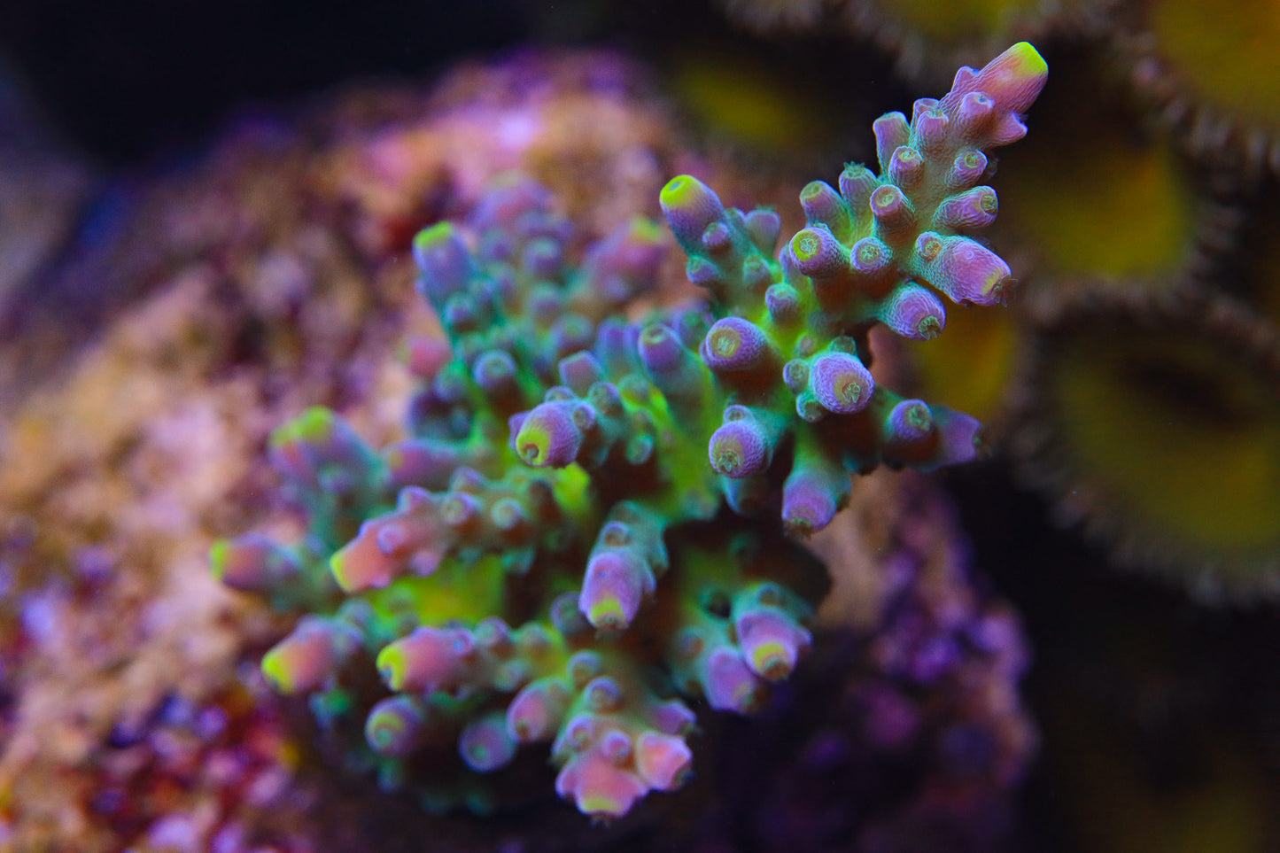 Cut to Order - WWC Yellow Tips Acropora