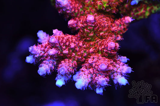 red green and pink tabling acropora pink princess