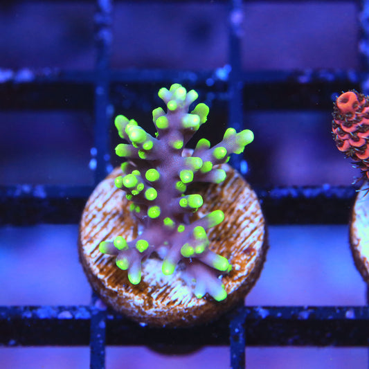 Plasma Beam Acropora