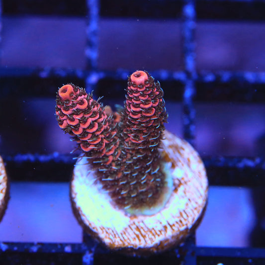 Dragon Fruit Millepora