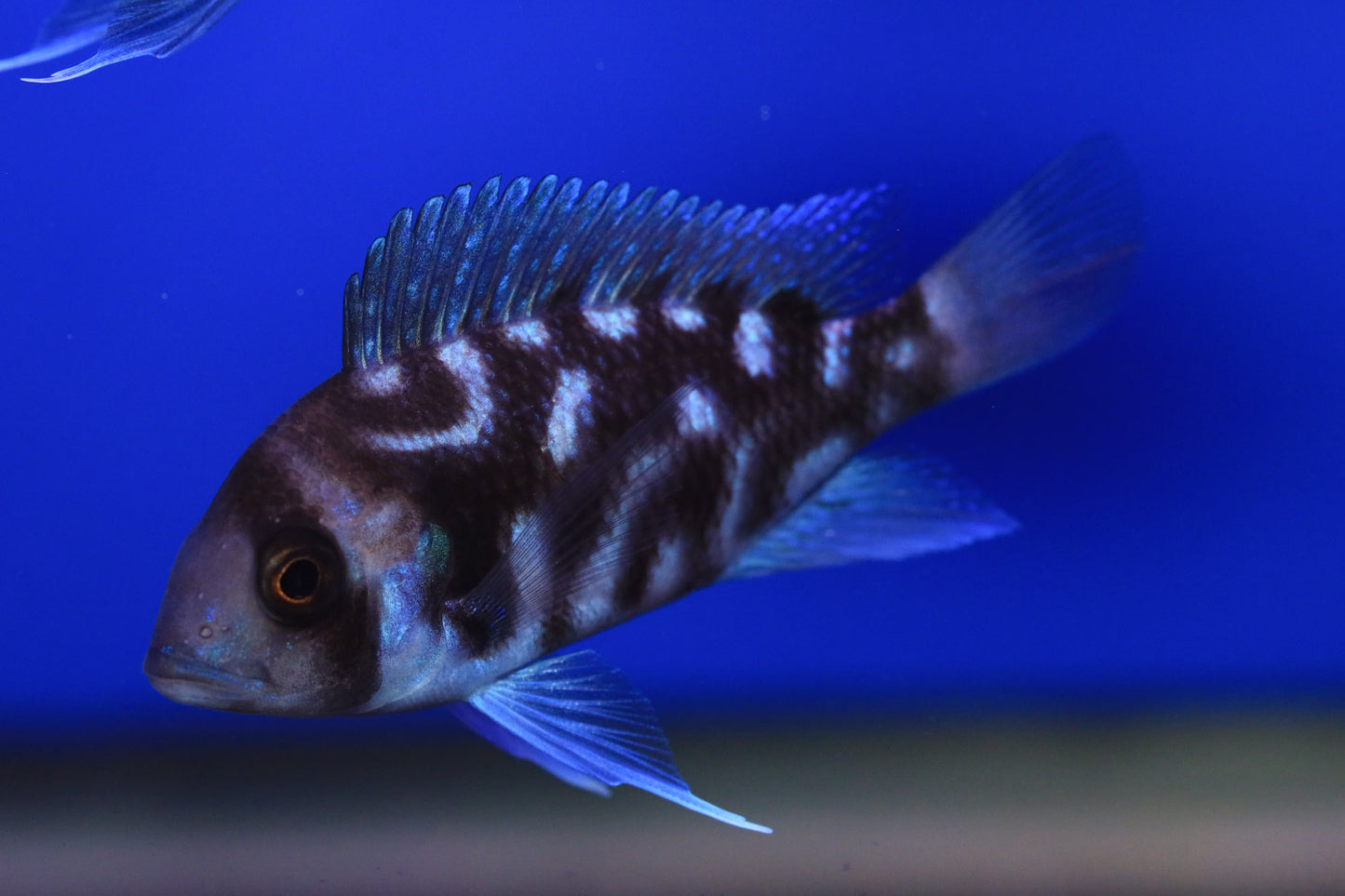 Night Star Frontosa