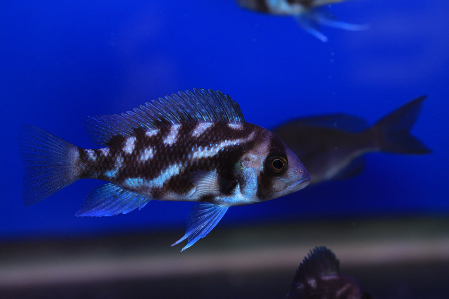 Night Star Frontosa