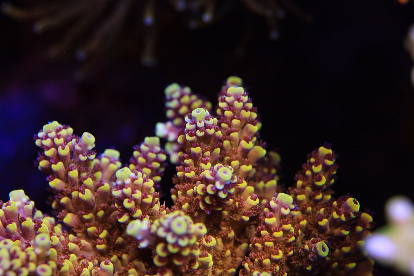 WYSIWYG - RRC Pink Cadillac Acropora