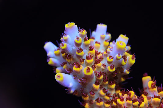 Cut to Order - Pink Floyd Acropora