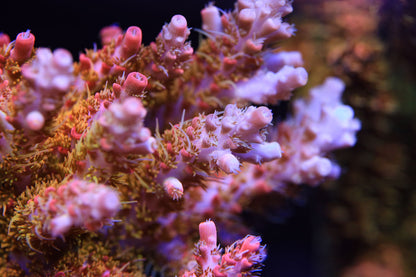 Cut to Order - CB Tangerine Dream Acropora