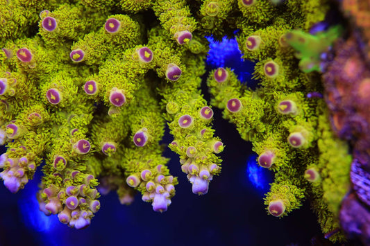 Cut to Order - AV99 Orange Crush Acropora