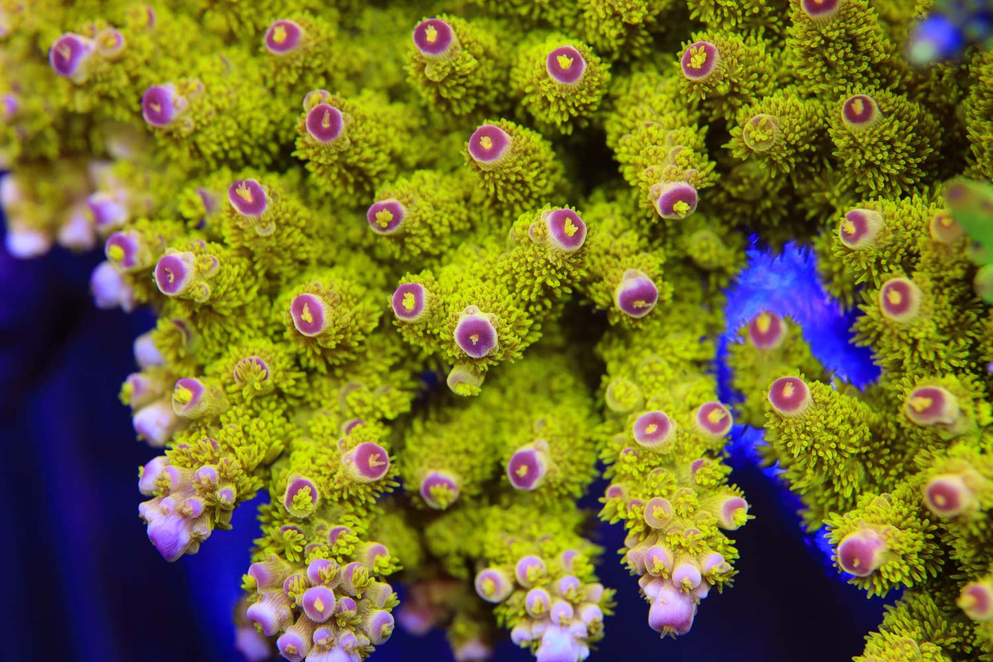 Cut to Order - AV99 Orange Crush Acropora