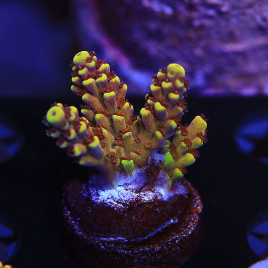 WYSIWYG - RRC Pink Cadillac Acropora