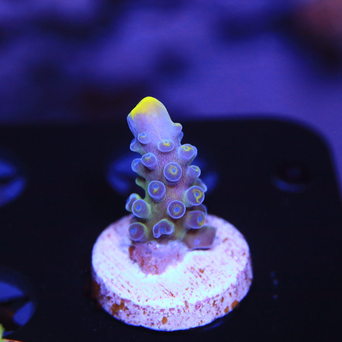 WYSIWYG - WWC Yellow Tips Acropora