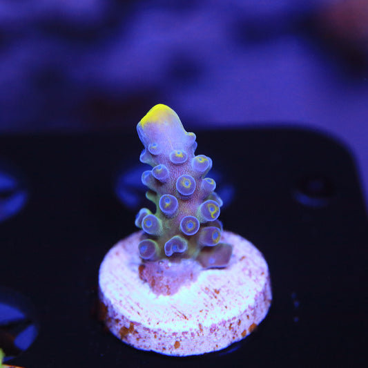 WYSIWYG - WWC Yellow Tips Acropora