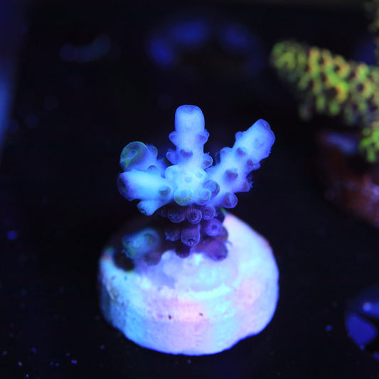 WYSIWYG - Ice Tort Acropora