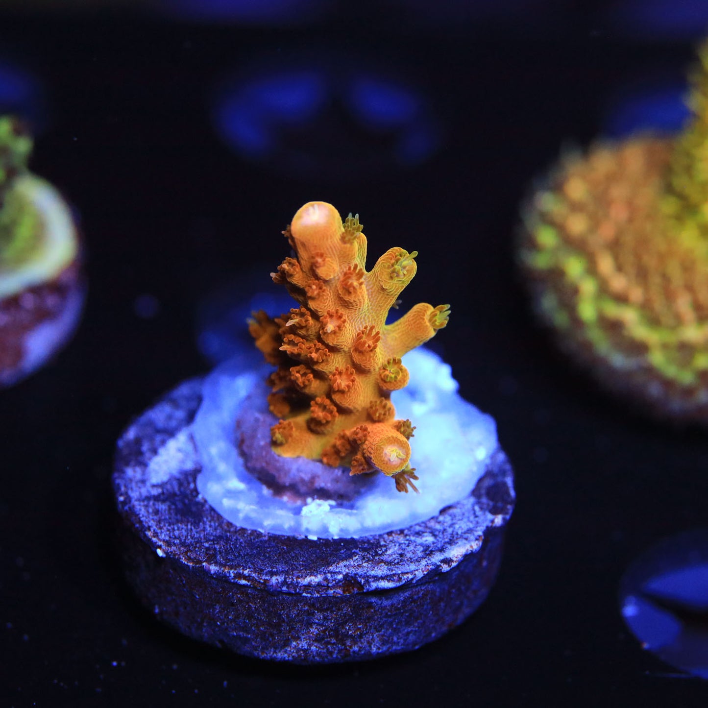 WYSIWYG - TGC Orange Creamsicle Acropora
