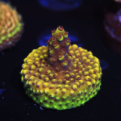 WYSIWYG - RRC Pink Cadillac Acropora