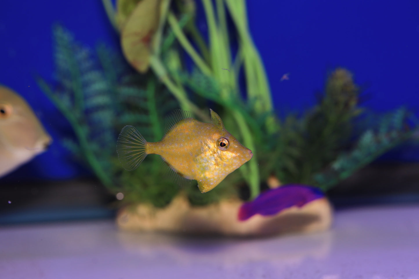 Japanese Pygmy Filefish (Rudarius ercodes)