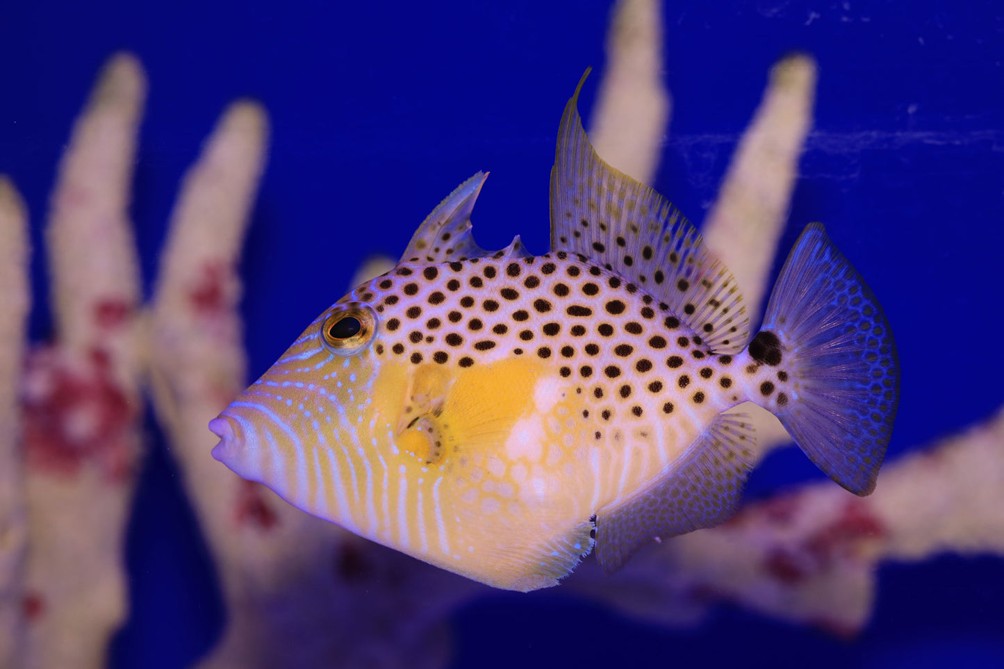 Golden Heart Triggerfish (Balistes punctatus)