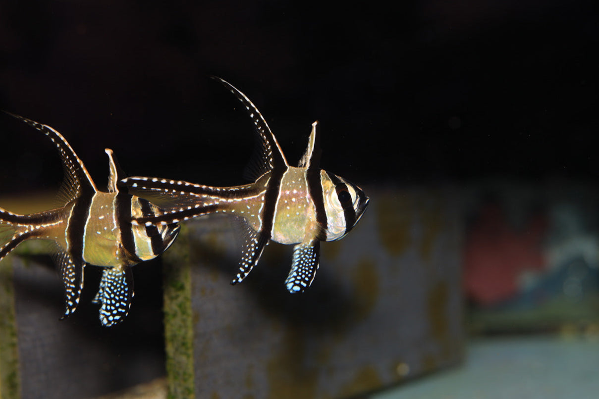 Banggai Cardinalfish (Pterapogon kauderni)