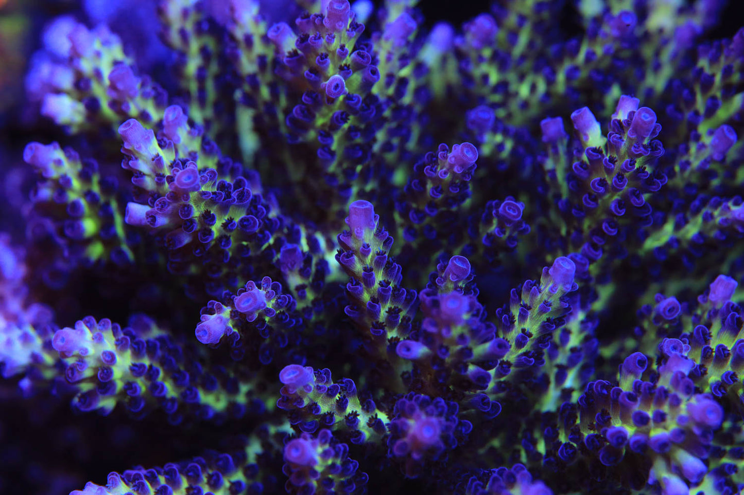 Cut to Order - ReefRaft The Vinh Acropora