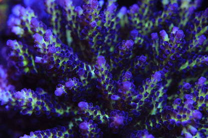 Cut to Order - ReefRaft The Vinh Acropora
