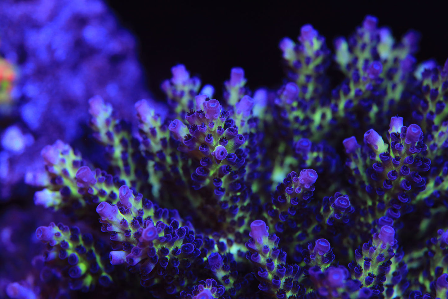 Cut to Order - ReefRaft The Vinh Acropora