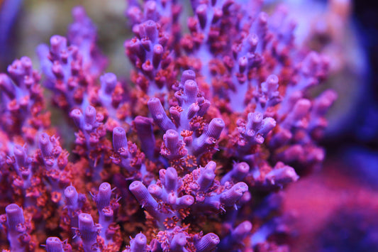 Cut to Order - Vivid's Confetti Acropora