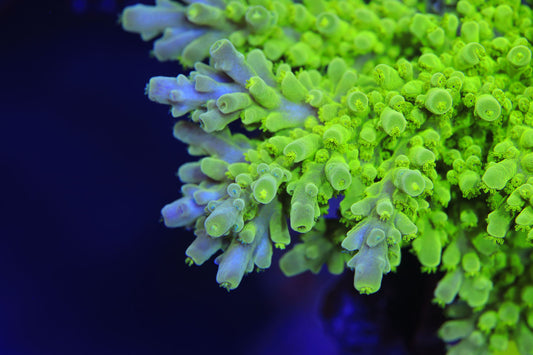 Cut to Order - ORA Frogskin Tort Acropora