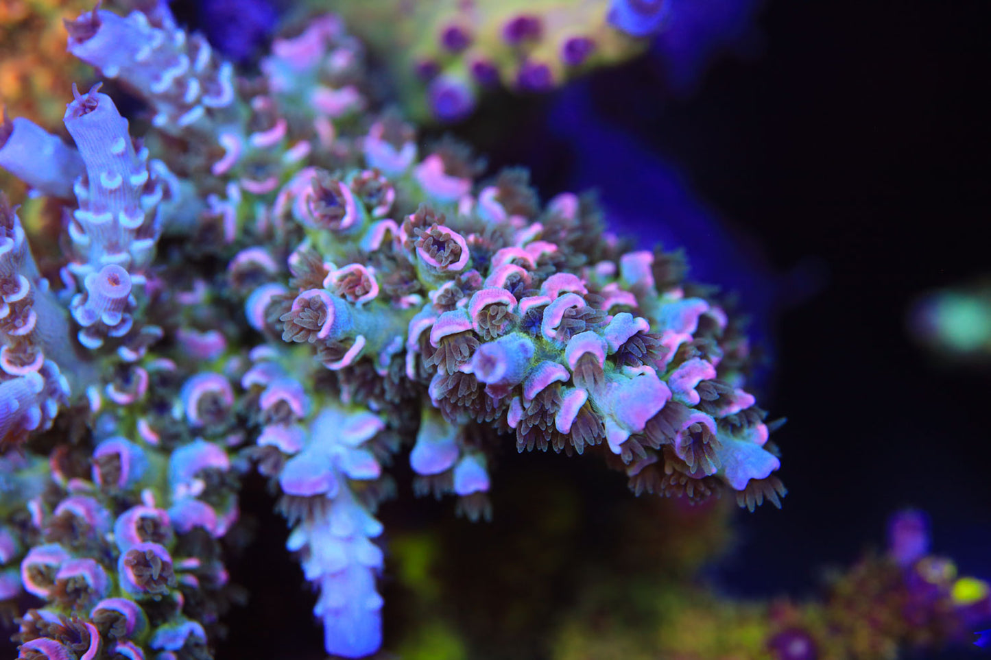 Cut to Order - MCC Prom Queen Acropora