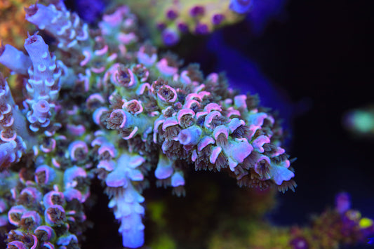 Cut to Order - MCC Prom Queen Acropora