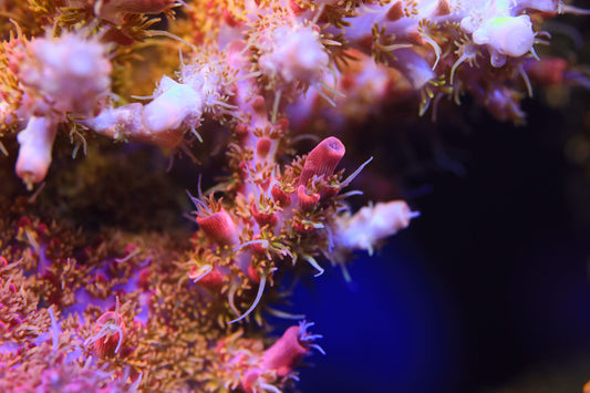 Cut to Order - CB Tangerine Dream Acropora
