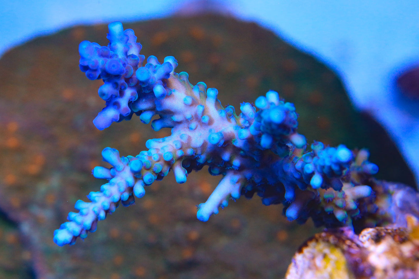 Cut to Order - Ice Tort Acropora