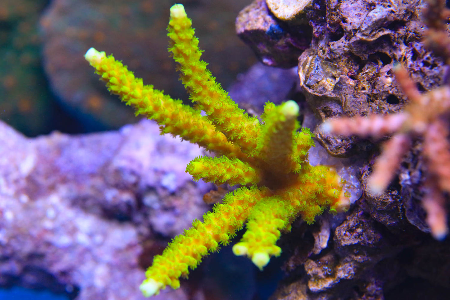 Cut to Order - Green Slimer Acropora