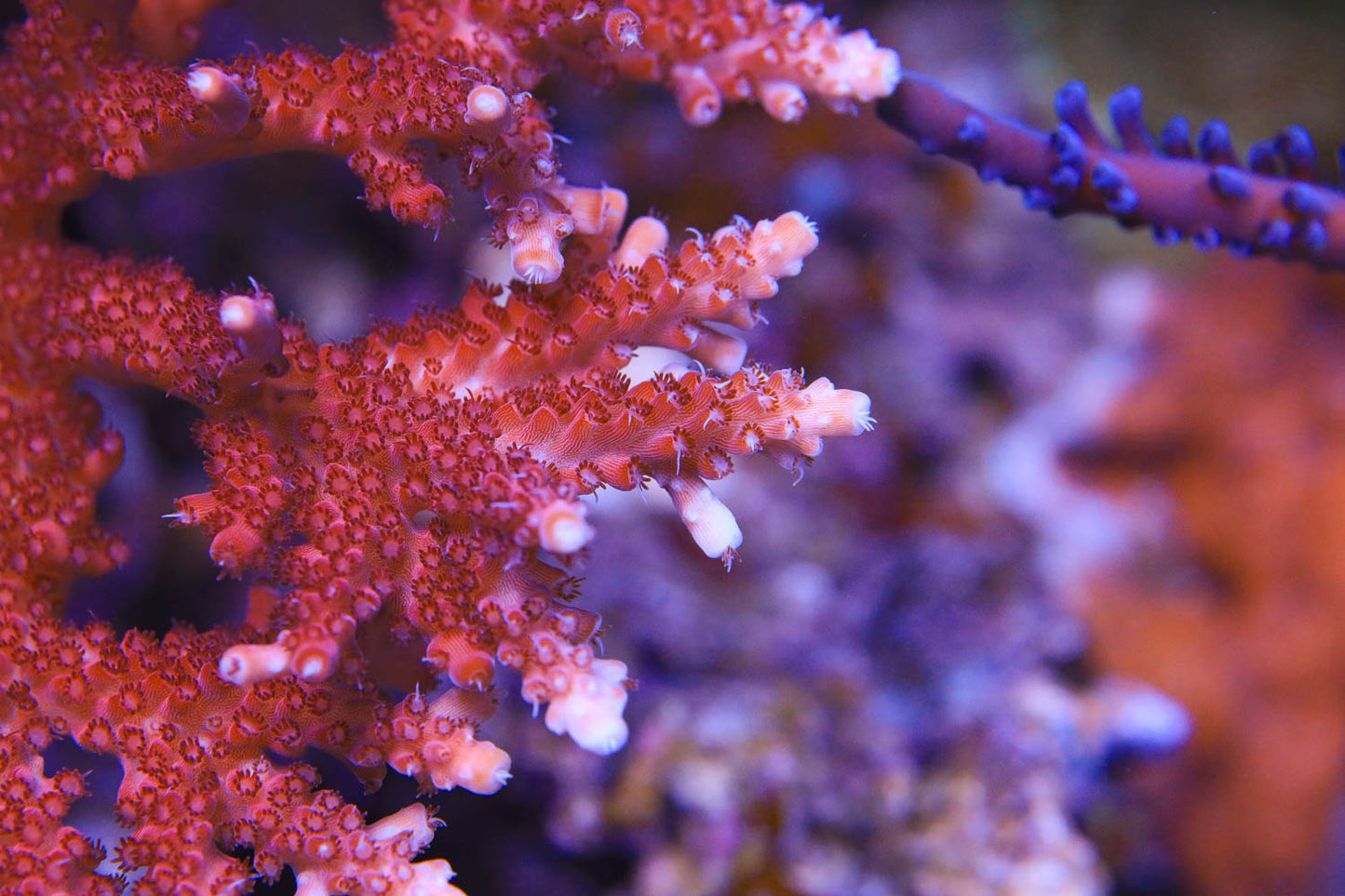 Cut to Order - Red Robin Stag Acropora