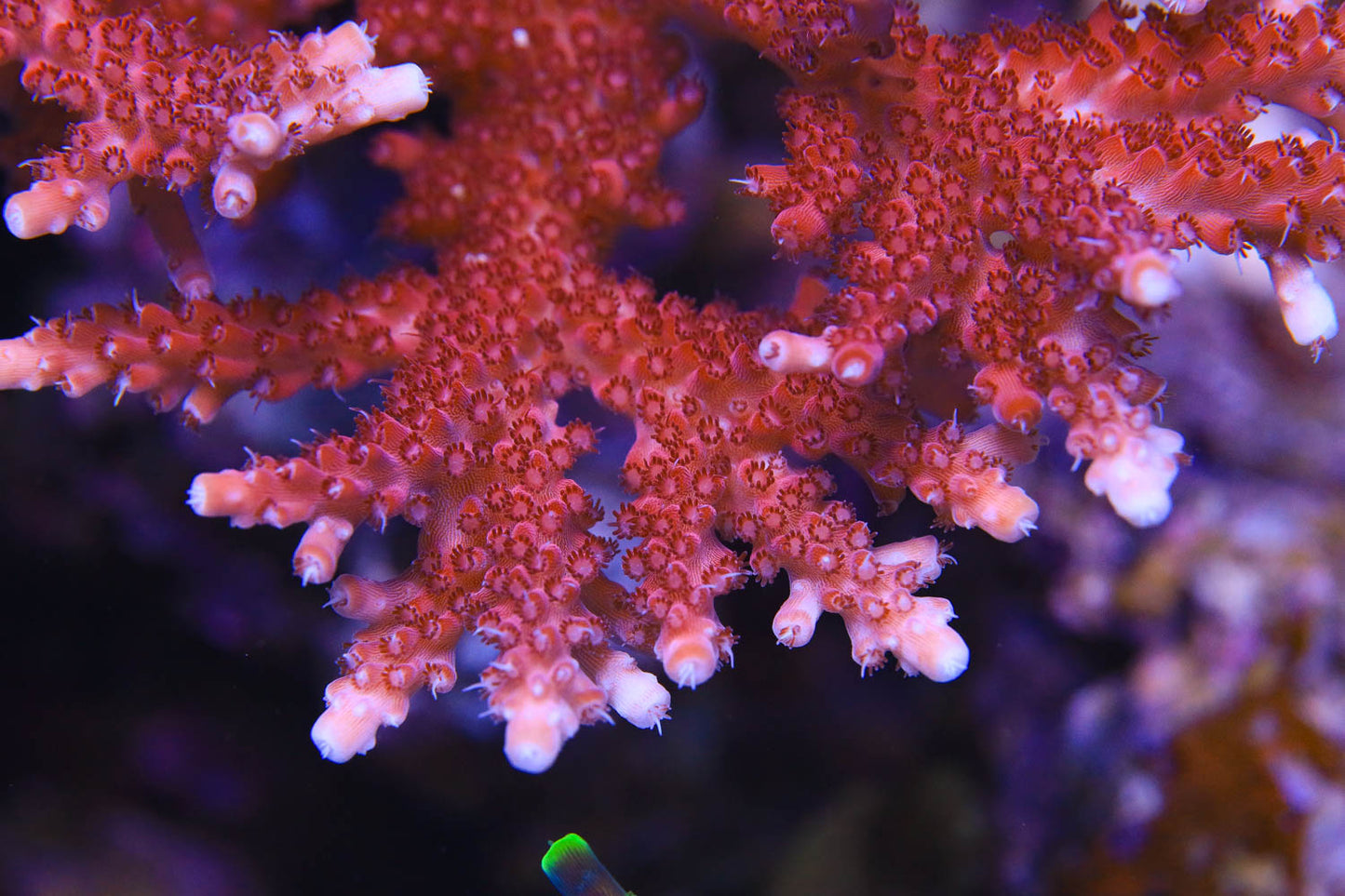 Cut to Order - Red Robin Stag Acropora