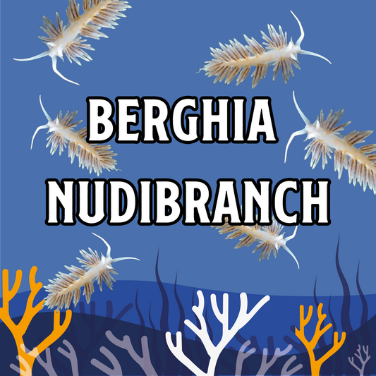 Berghia Nudibranch - Aiptasia Eating Machines!
