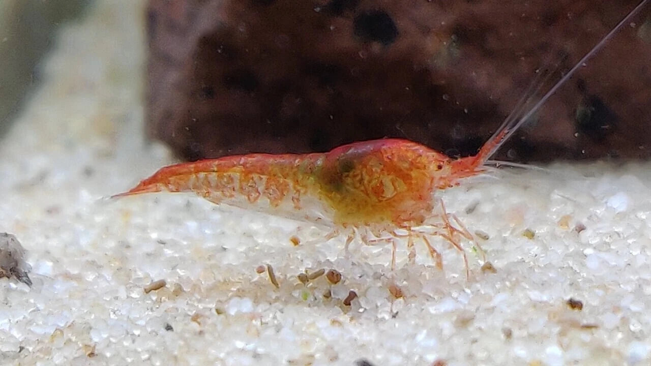 Hawaiian Red Shrimp Opae Ula Halocaridina Rubra Volcano Shrimp