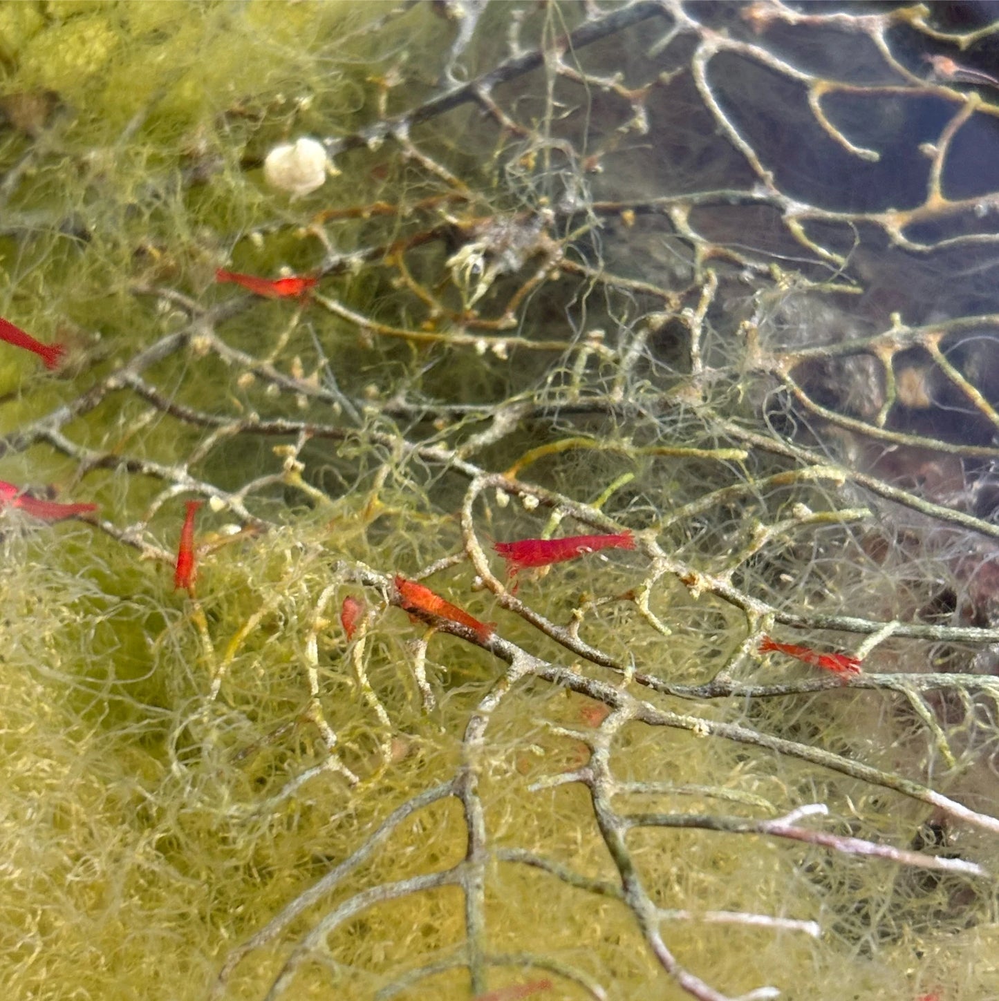 Hawaiian Red Shrimp Opae Ula Halocaridina Rubra Volcano Shrimp