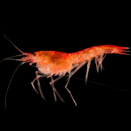 Hawaiian Red Shrimp Opae Ula Halocaridina Rubra Volcano Shrimp