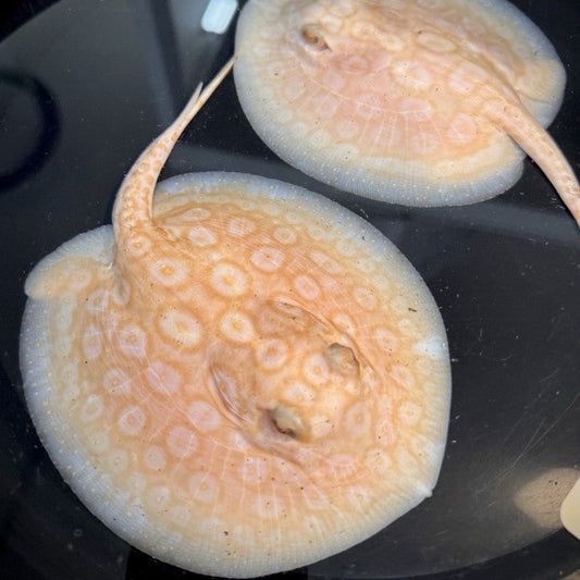 Male Albino Pearl Stingray