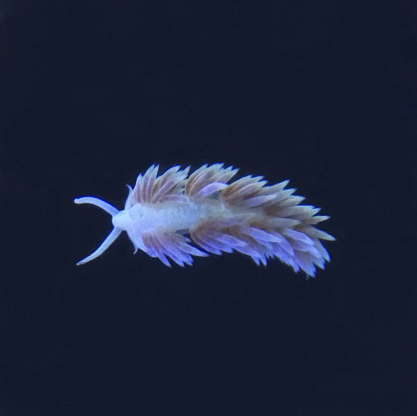 Berghia Nudibranch - Aiptasia Eating Machines!